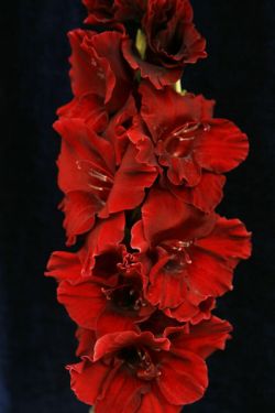 Бархатное солнце