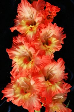 КОРАЛЛОВЫЕ ОСТРОВА