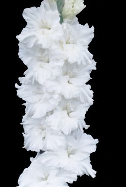 Корнет