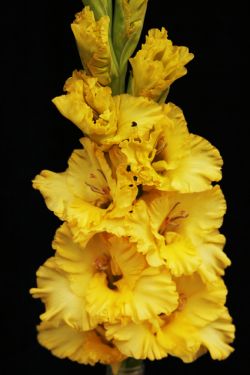 Маргарита