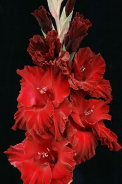 РОДНАЯ КРОВЬ
