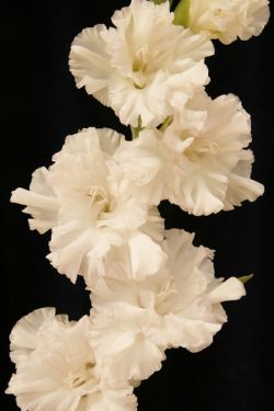 Снежная вьюга