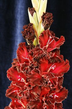 Царица ночи