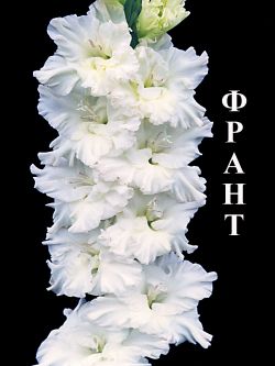 Франт