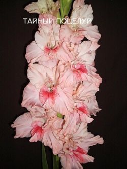 Тайный Поцелуй