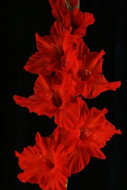 Реджина
