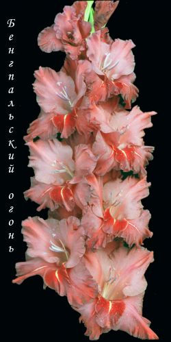 БЕНГАЛЬСКИЙ ОГОНЬ