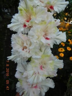 ВИВА, ИТАЛИЯ