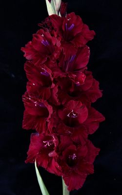 КОНГО