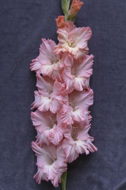 КРУЖЕВНИЦА