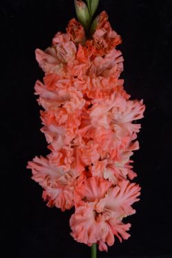 И-12-09