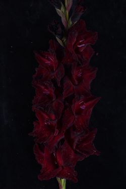 ЧЕРНАЯ КОШКА