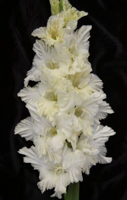 Сын луны