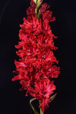 ФАЛАНГА