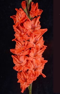 КРЫЛЬЯ СОВЕТОВ