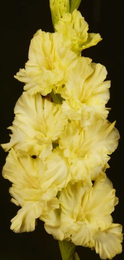 ЛУНОЛИКИЙ