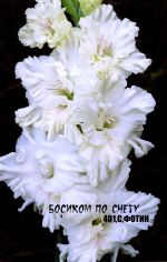 Босиком по снегу