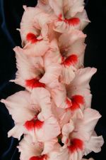 Улыбка Гагарина