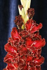 Царица ночи