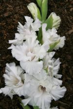 АВЕ МАРИЯ