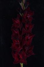 ЧЕРНАЯ КОШКА