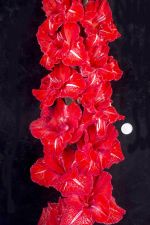 ПЕРВАЯ КОННАЯ АРМИЯ